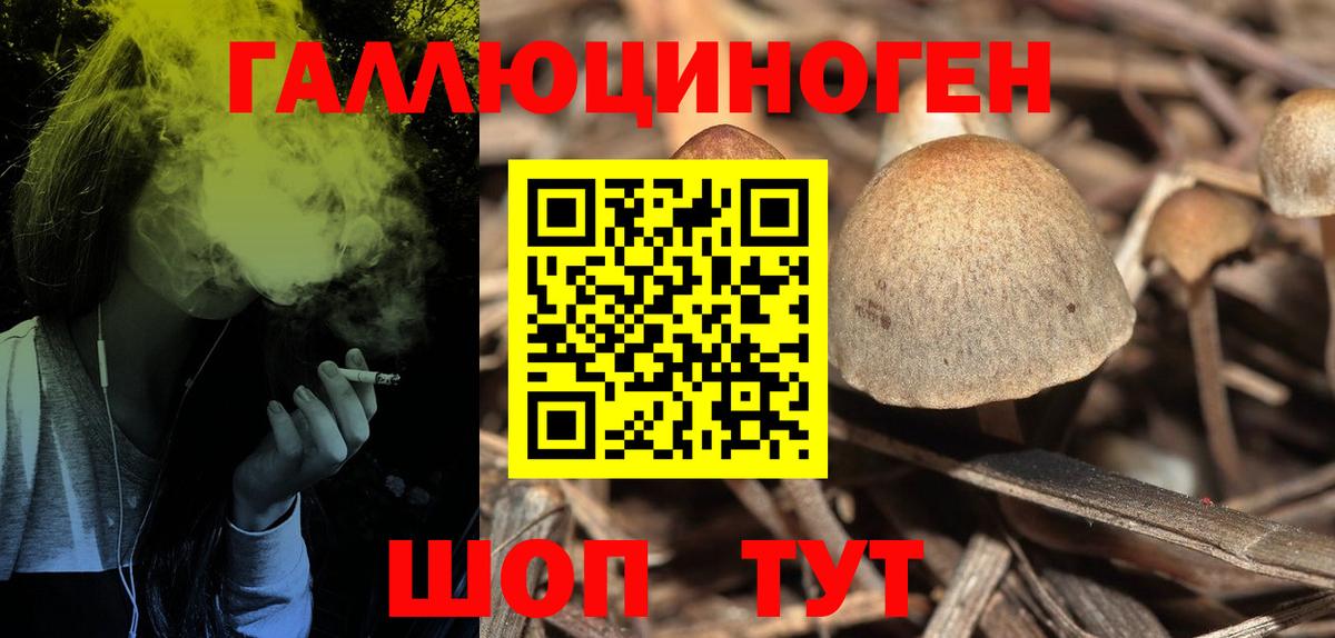 Псилоцибиновые грибы прущие грибы  Псилоцибиновые грибы Cubensis  Балабаново 